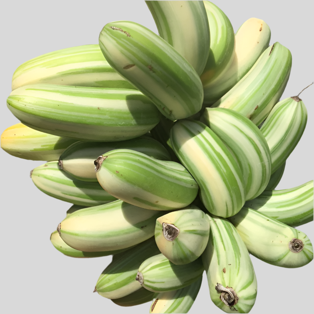 VARIEGATED BANANA *PRE-ORDER*